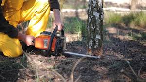 How Our Tree Care Process Works  in  Holbrook, NY