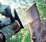 Best Tree Risk Assessment  in Holbrook, NY