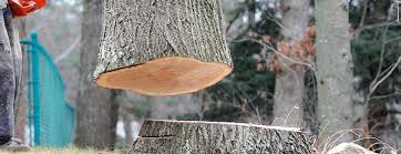 Best Fruit Tree Pruning  in Holbrook, NY