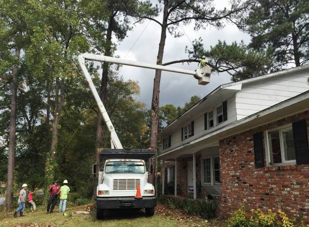 Holbrook, NY Tree Care Company