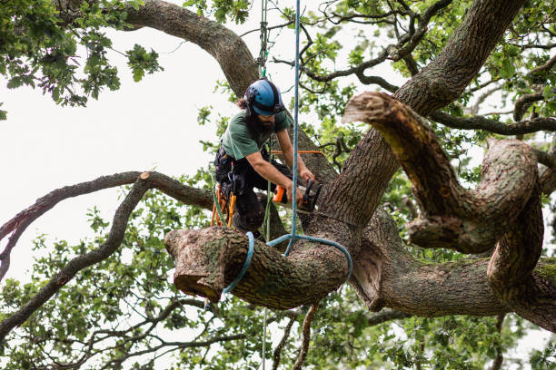 Best Hazardous Tree Removal  in Holbrook, NY