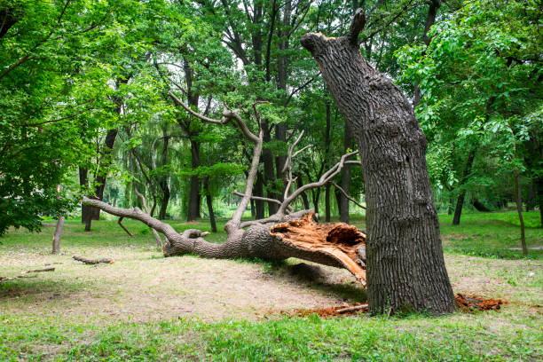 Best Seasonal Cleanup (Spring/Fall)  in Holbrook, NY