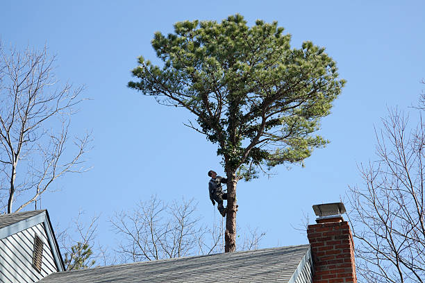 Best Hedge Trimming  in Holbrook, NY